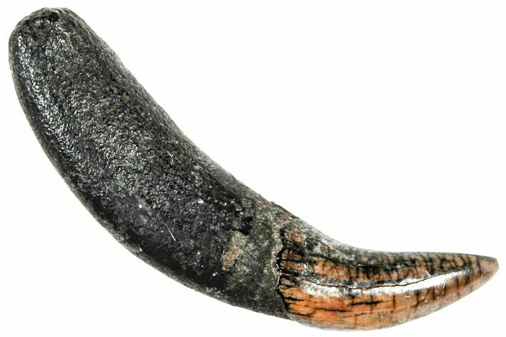 Pleistocene Aged Fossil Carnivore Canine Tooth - Florida #308459
